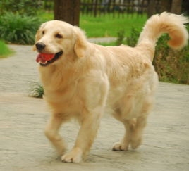 金毛犬