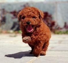泰迪犬