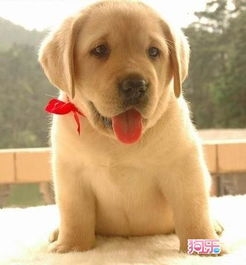 拉布拉多犬