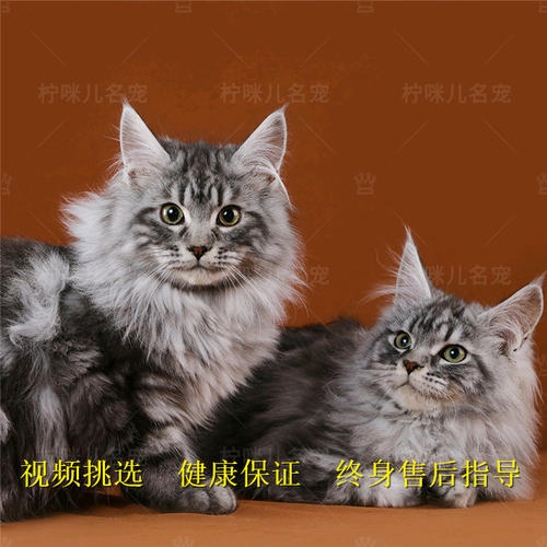 缅因猫