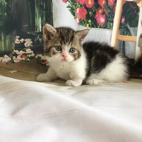 曼基康猫(矮脚猫)