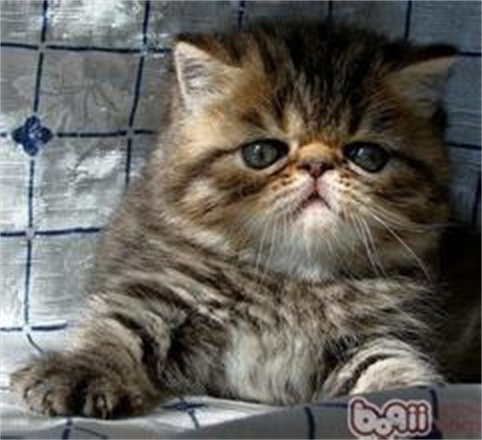 异国短毛猫