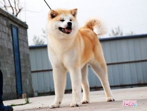 秋田犬