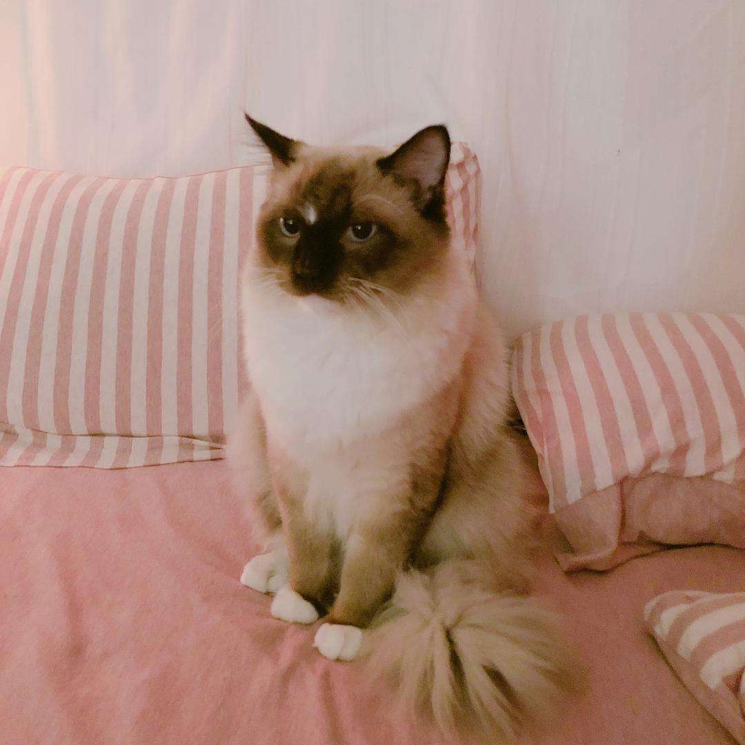 手套布偶猫