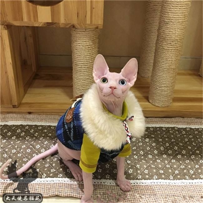 加拿大无毛猫