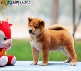 柴犬