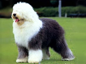 英国古代牧羊犬
