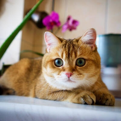 英短金（银）渐层猫
