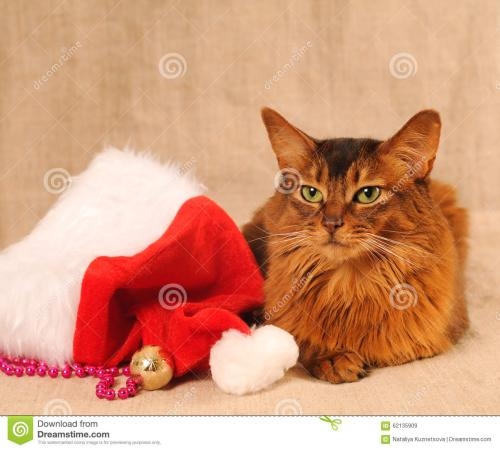 索马里猫